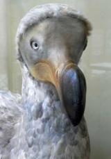 l'aigle